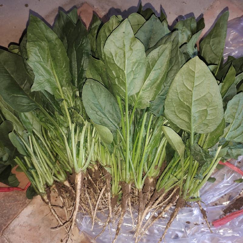 精品菠菜陆续大量上市