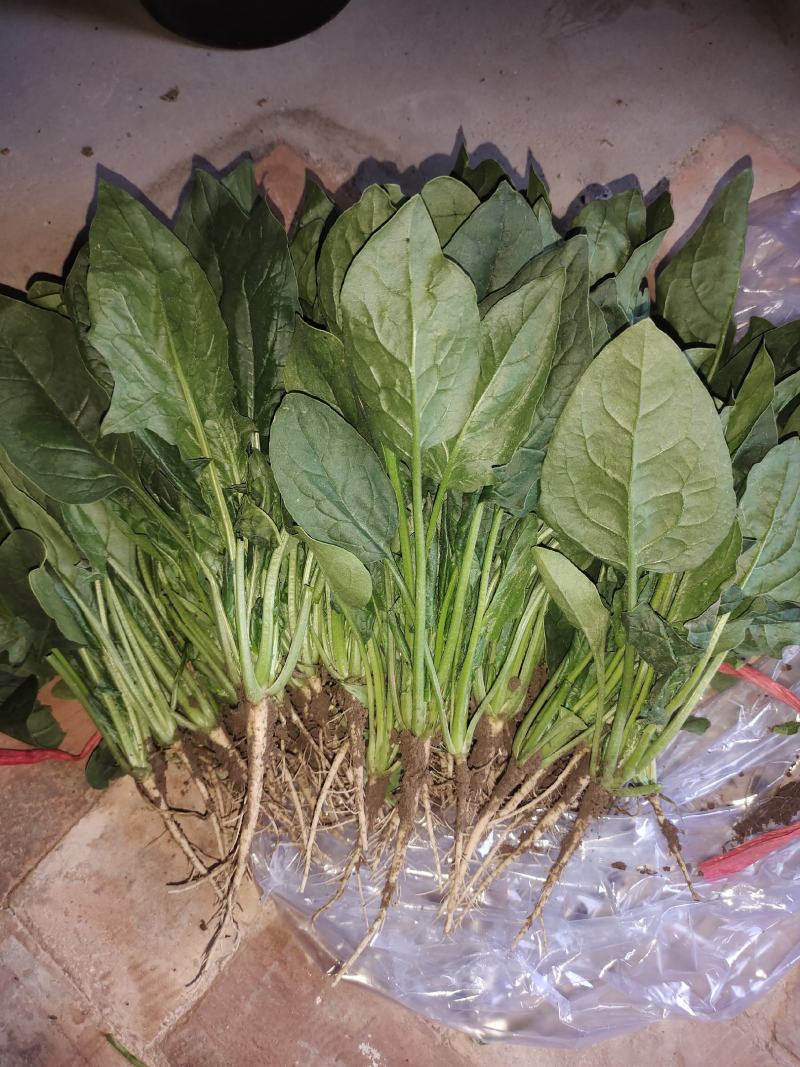 精品菠菜陆续大量上市