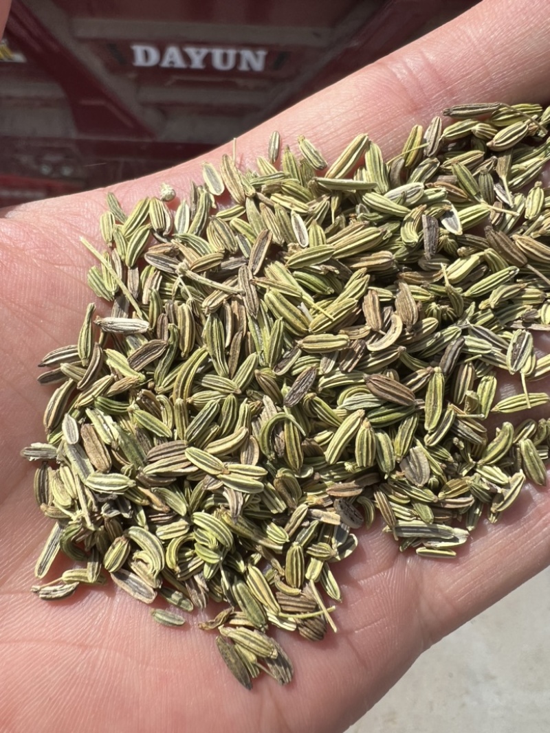 【小茴香】甘肃基地发货调味品小茴香品质好价格优