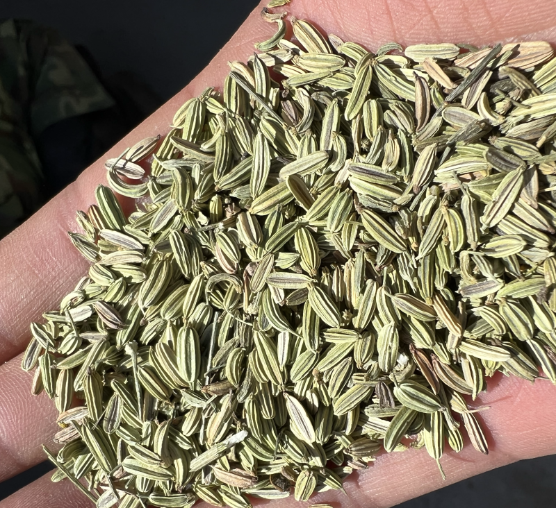 【小茴香】甘肃基地发货调味品小茴香品质好价格优