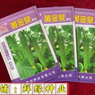 黄金泉黄瓜，杂交一代，小黄瓜，品质好，可作为水果黄瓜