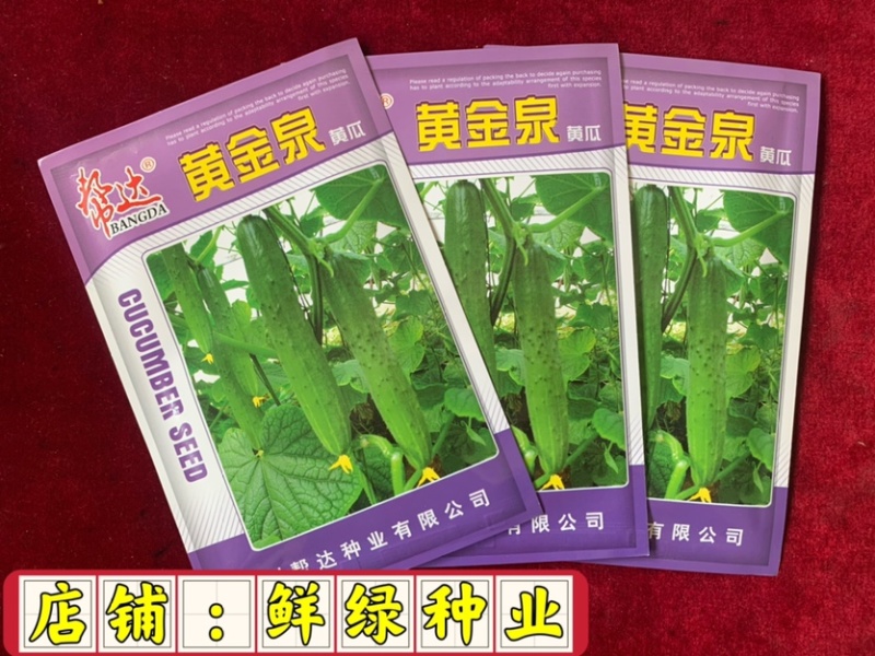 黄金泉黄瓜，杂交一代，小黄瓜，品质好，可作为水果黄瓜