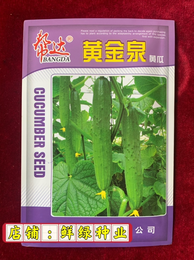 黄金泉黄瓜，杂交一代，小黄瓜，品质好，可作为水果黄瓜