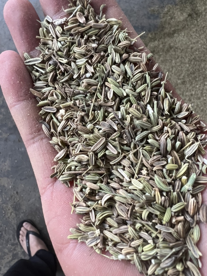民勤小茴香，一手货源，常年有货，物美价廉。