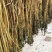 我们家这个马齿苋，大家可以从细节上看。干净板正。