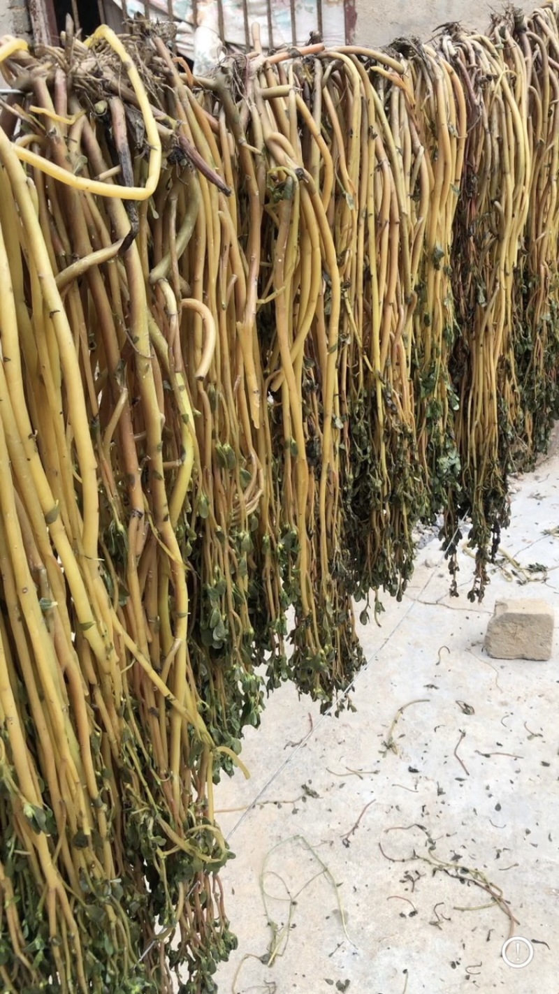 我们家这个马齿苋，大家可以从细节上看。干净板正。