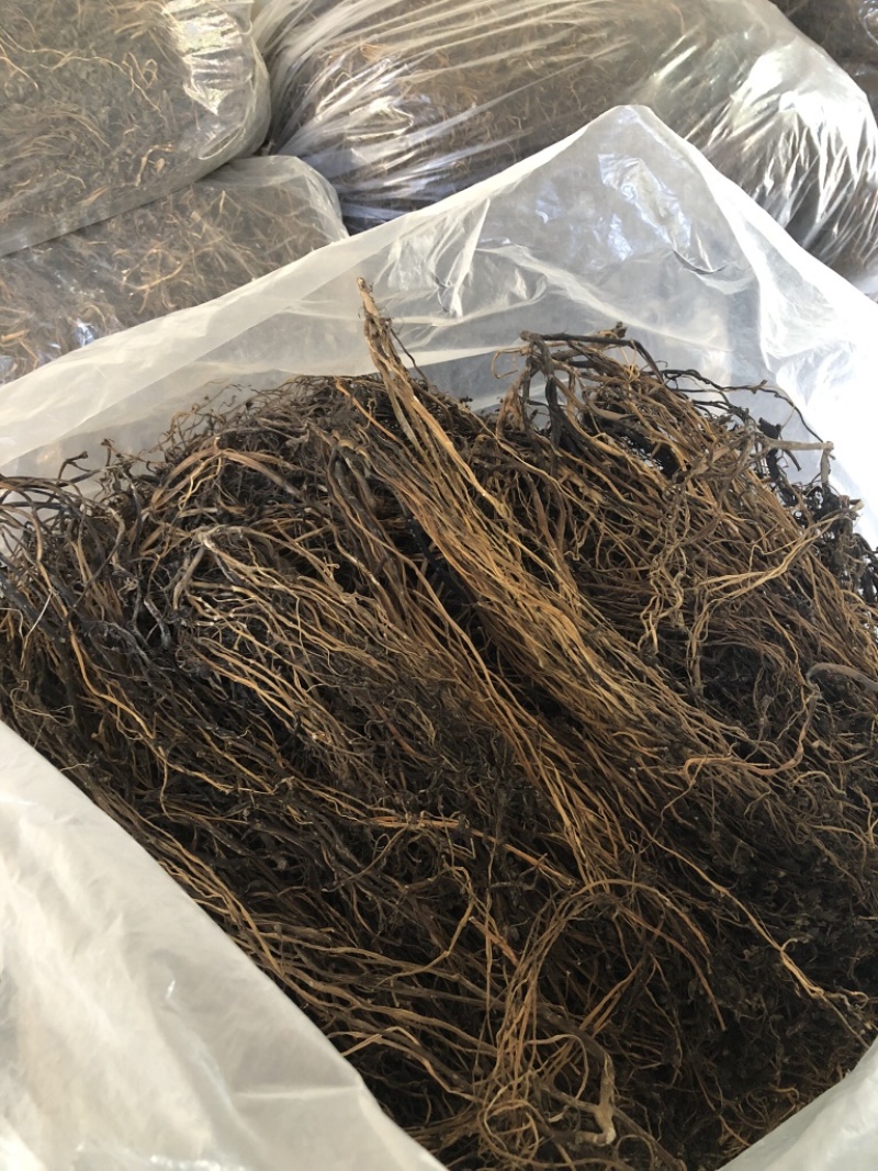 我们家这个马齿苋，大家可以从细节上看。干净板正。