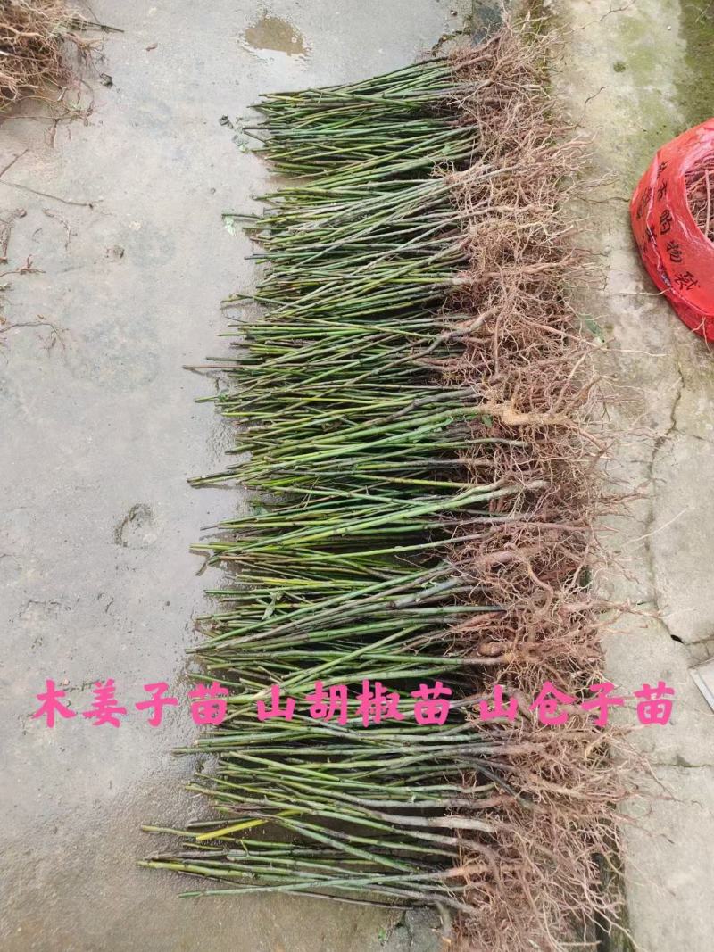 木姜子
