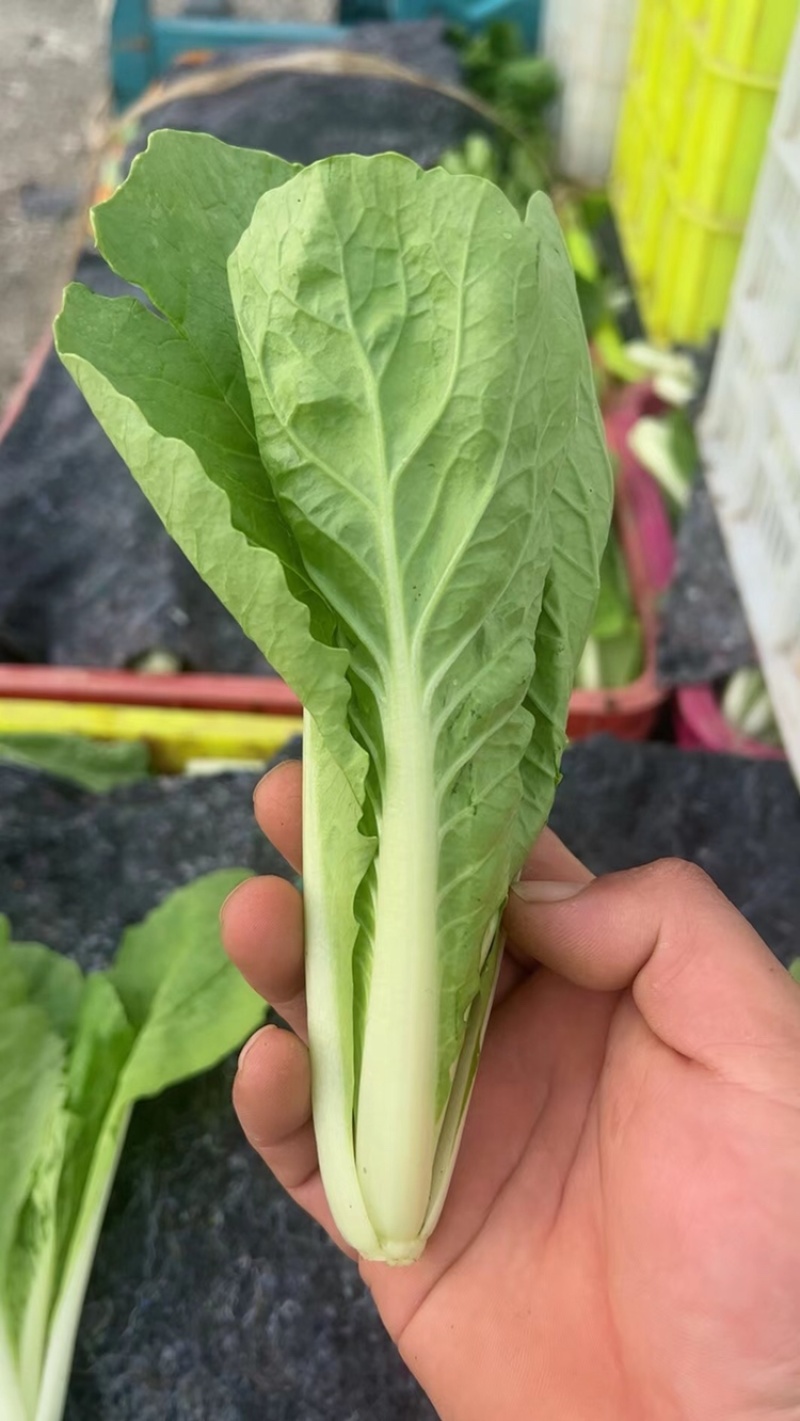 精品奶白菜小颗奶白菜长期供应货源充足价格美丽