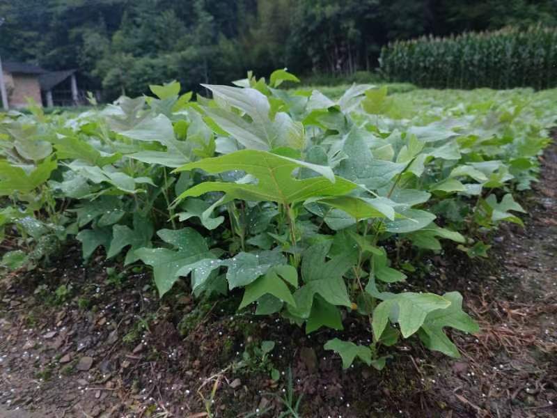 鹅掌楸马褂木苗木基地直供货源充足规格齐全大小都有