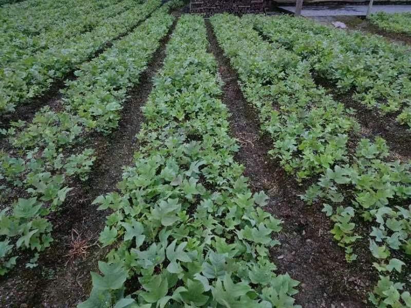 鹅掌楸马褂木苗木基地直供货源充足规格齐全大小都有