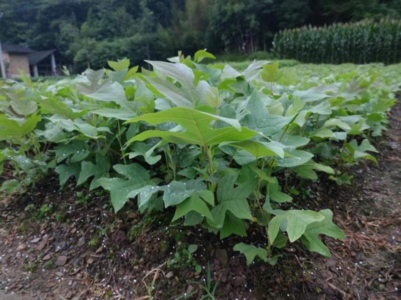 鹅掌楸马褂木苗木基地直供货源充足规格齐全大小都有