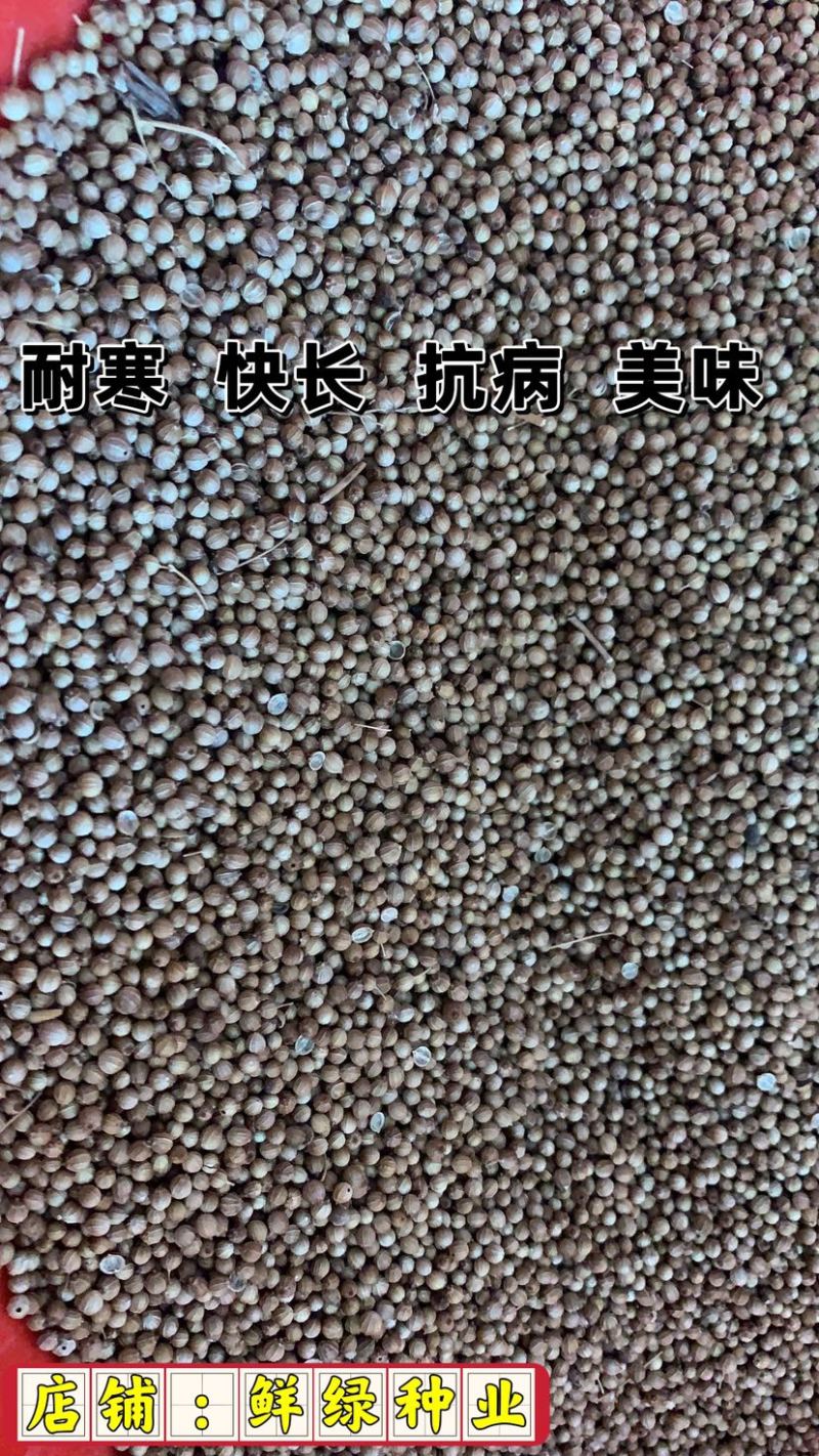 四季抗高温芫荽种，抗热耐寒、耐抽苔、生长快、香味浓