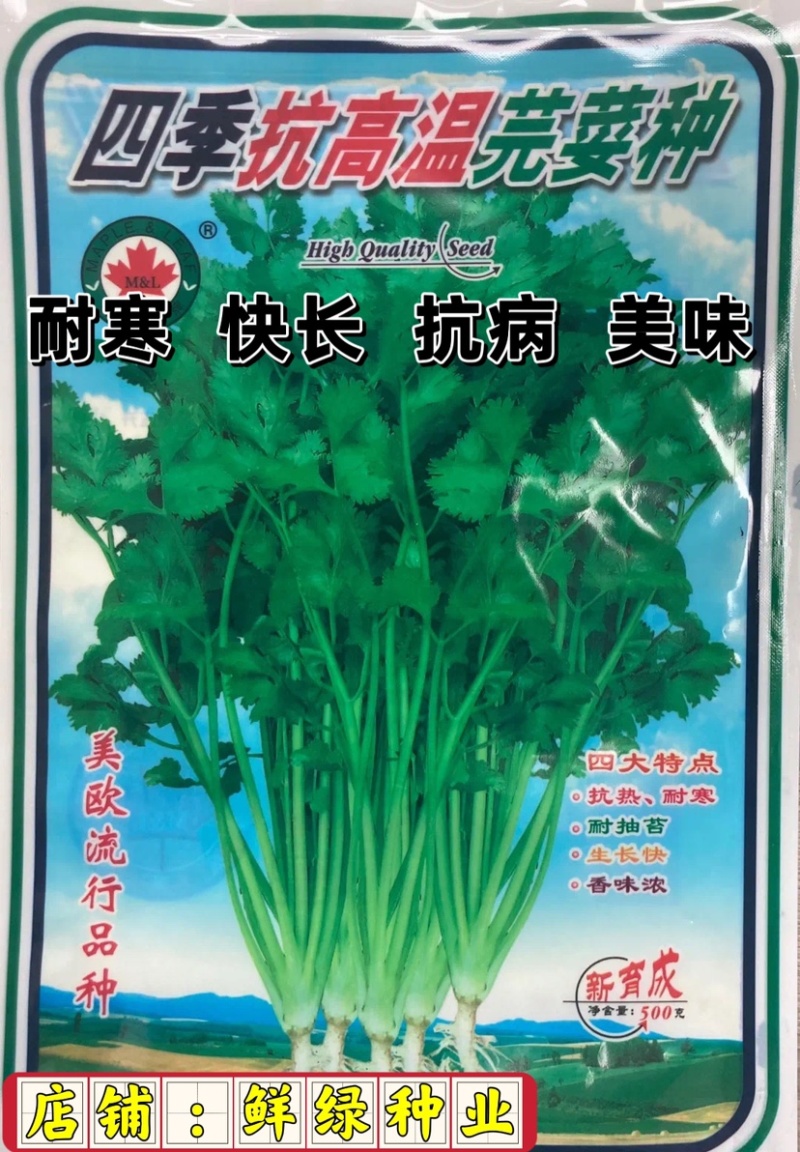 四季抗高温芫荽种，抗热耐寒、耐抽苔、生长快、香味浓