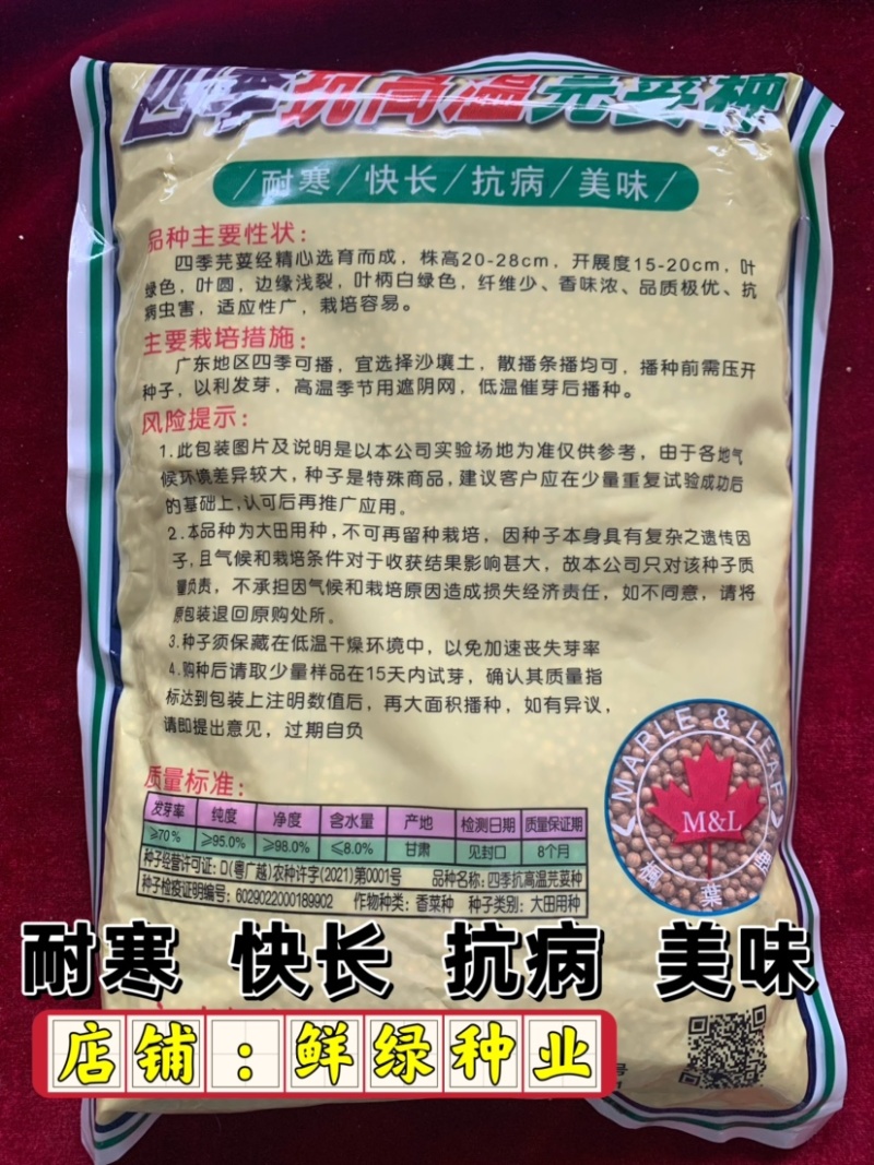 四季抗高温芫荽种，抗热耐寒、耐抽苔、生长快、香味浓