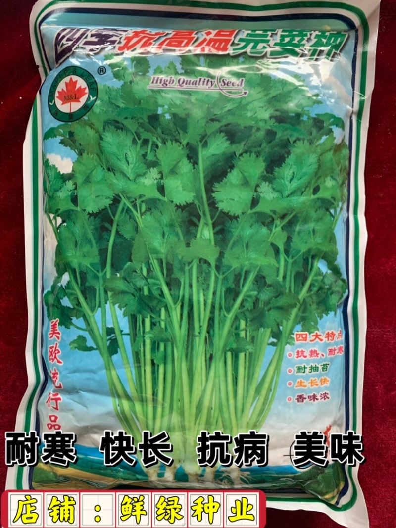 四季抗高温芫荽种，抗热耐寒、耐抽苔、生长快、香味浓