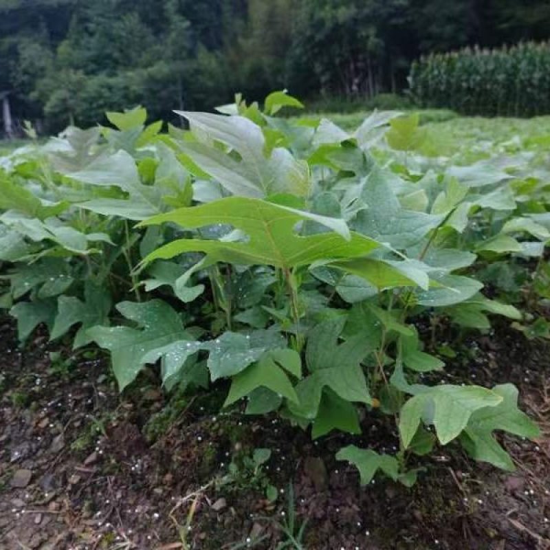 鹅掌楸马褂木苗木基地直供货源充足规格齐全大小都有