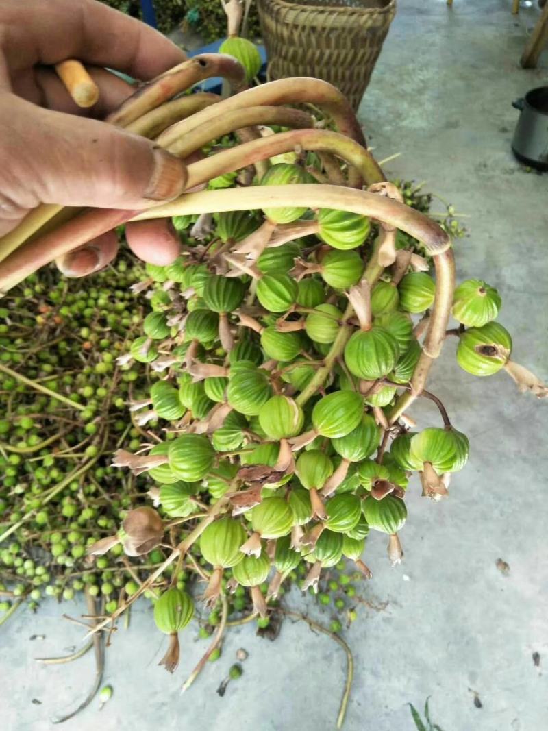 香砂芢