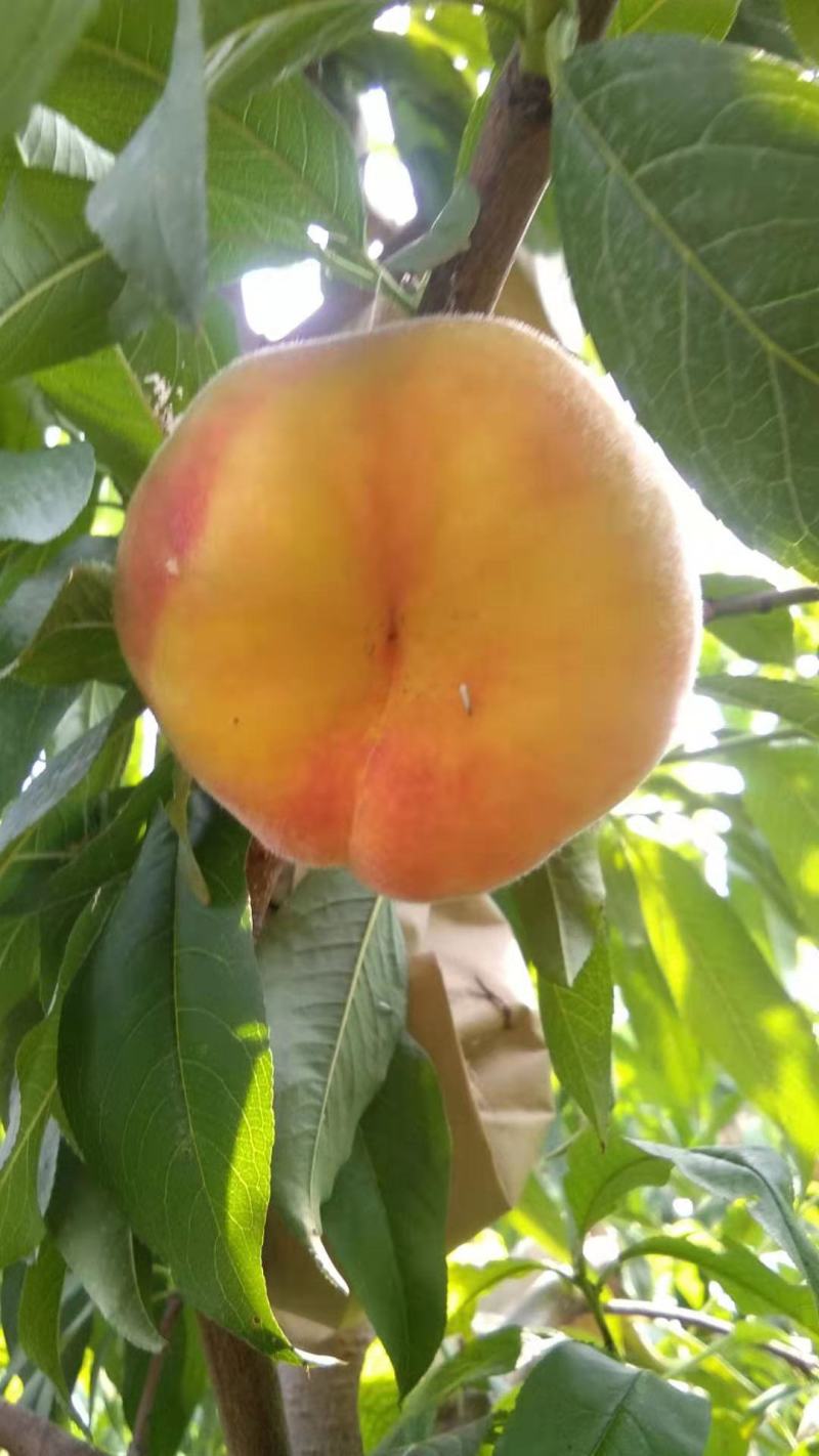 中蟠十七大量上市了