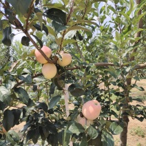 山东省潍坊鲁丽苹果