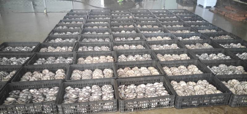 陕西菌菇棒，质量精品，双口出菇
