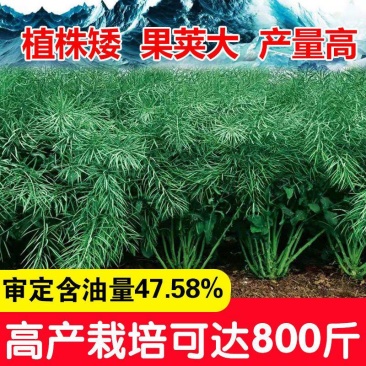 新采油菜种子高产榨油观赏油菜籽食用耐种子高产油菜种籽