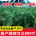 新采油菜种子高产榨油观赏油菜籽食用耐种子高产油菜种籽