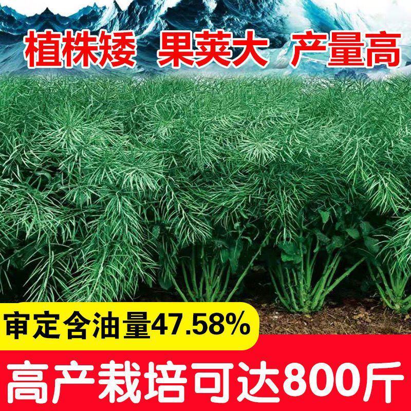 新采油菜种子高产榨油观赏油菜籽食用耐种子高产油菜种籽