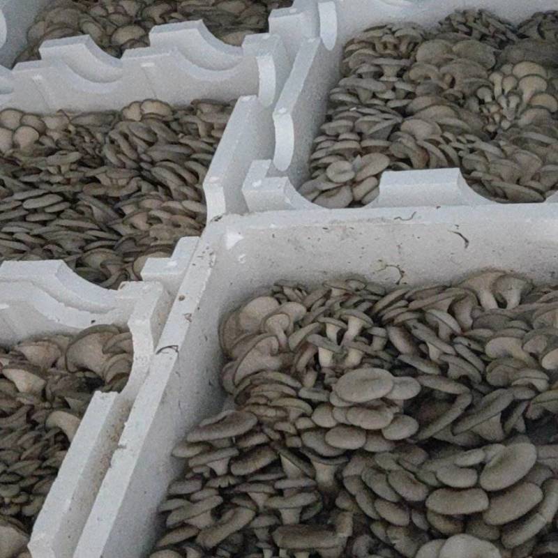 【精选】陕西新鲜平菇精品货源对接商超市场欢迎电联