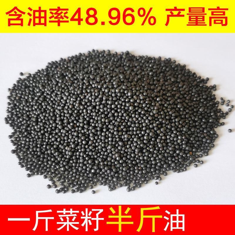 新采油菜种子高产榨油观赏油菜籽食用耐种子高产油菜种籽