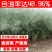 新采油菜种子高产榨油观赏油菜籽食用耐种子高产油菜种籽