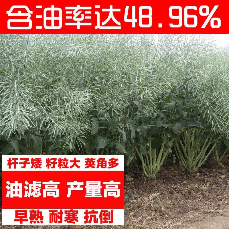 新采油菜种子高产榨油观赏油菜籽食用耐种子高产油菜种籽
