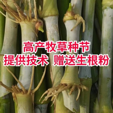 无毛甜象草3号种节皇竹草巨菌草红象草种子多年生耐寒牧草