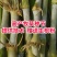 无毛甜象草3号种节皇竹草巨菌草红象草种子多年生耐寒牧草