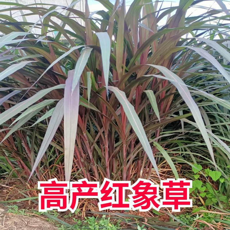 无毛甜象草3号种节皇竹草巨菌草红象草种子多年生耐寒牧草