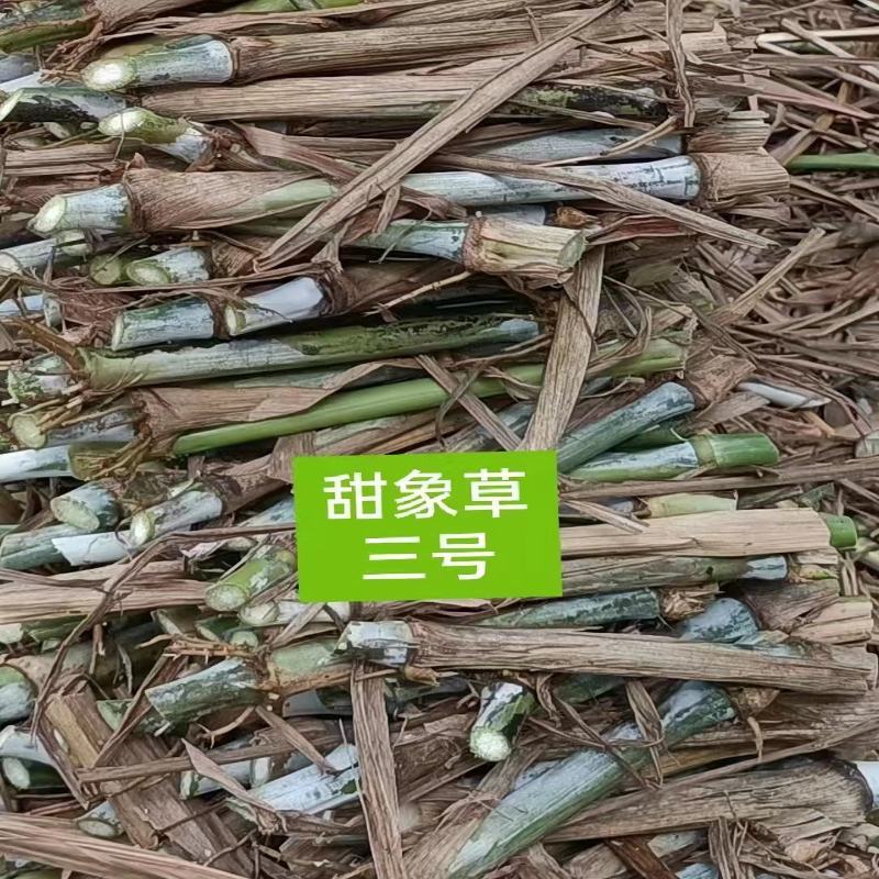 无毛甜象草3号种节皇竹草巨菌草红象草种子多年生耐寒牧草
