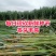无毛甜象草3号种节皇竹草巨菌草红象草种子多年生耐寒牧草