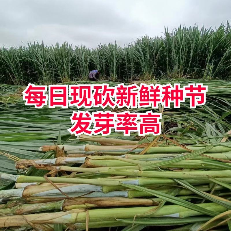 无毛甜象草3号种节皇竹草巨菌草红象草种子多年生耐寒牧草