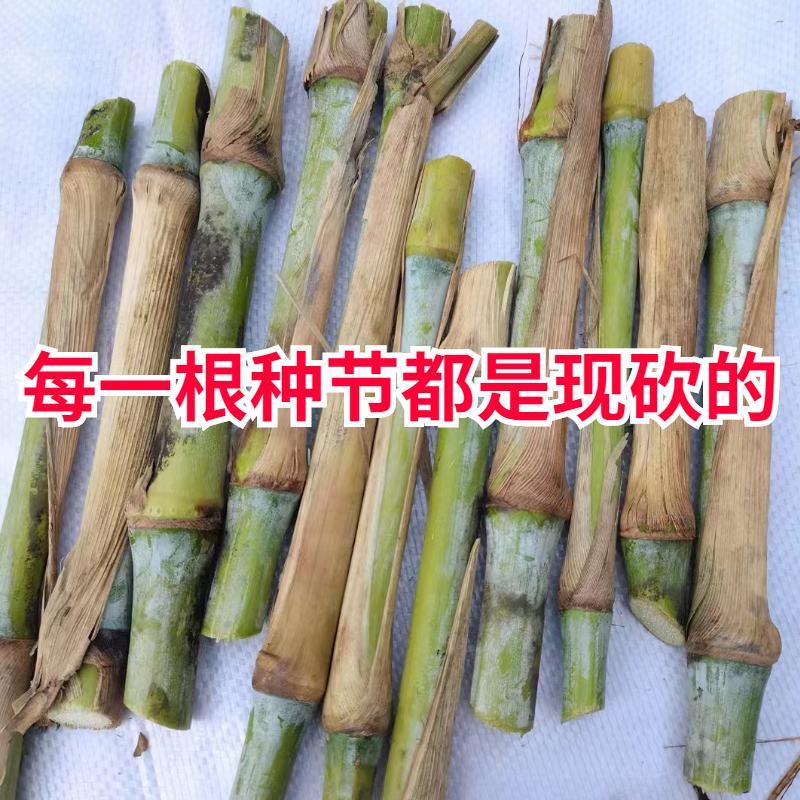 无毛甜象草3号种节皇竹草巨菌草红象草种子多年生耐寒牧草