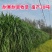 无毛甜象草3号种节皇竹草巨菌草红象草种子多年生耐寒牧草