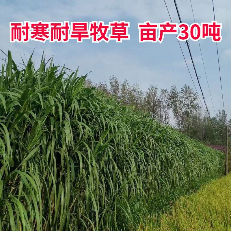 无毛甜象草3号种节皇竹草巨菌草红象草种子多年生耐寒牧草