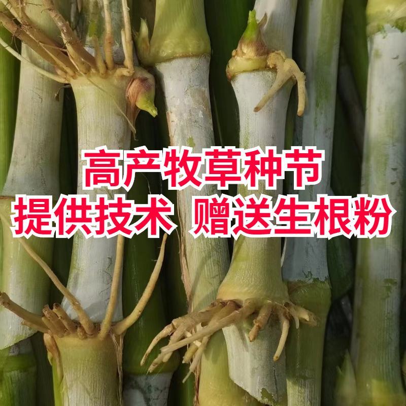 无毛甜象草3号种节皇竹草巨菌草红象草种子多年生耐寒牧草
