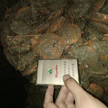 黄金扇贝