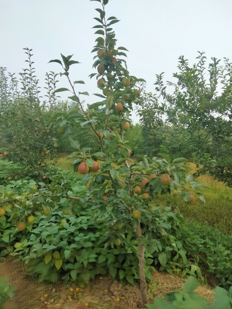 辽宁北镇八月红梨快成熟了，有意者联系