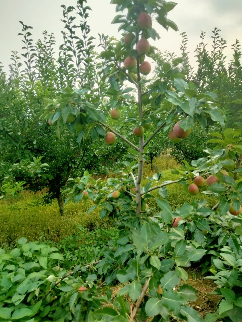 辽宁北镇八月红梨快成熟了，有意者联系