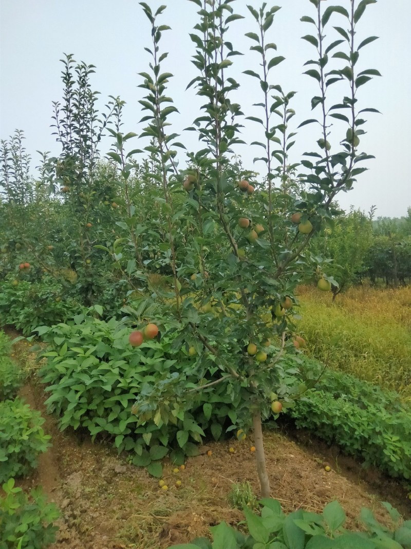 辽宁北镇八月红梨快成熟了，有意者联系