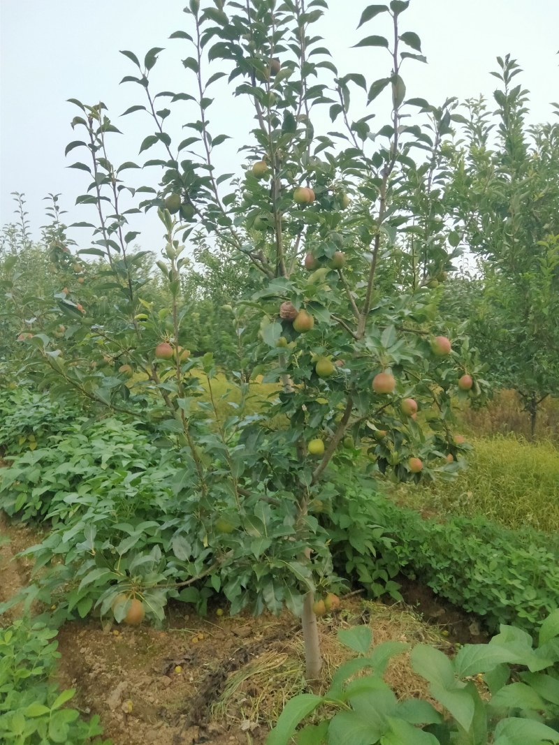 辽宁北镇八月红梨快成熟了，有意者联系
