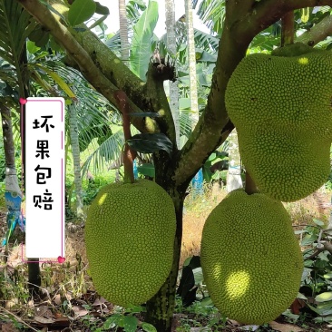 多种红肉单果10斤起，出肉高，多省包邮，售后无忧！