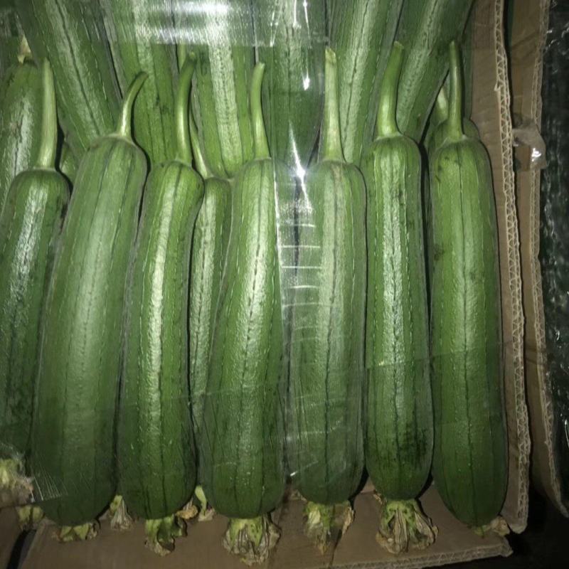 精品肉丝瓜油皮丝瓜直径20厘米以上口感