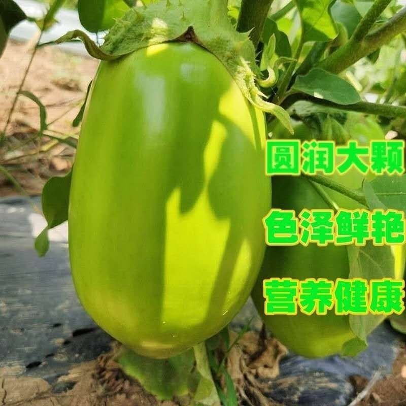 青茄苗绿茄苗绿灯泡茄子苗绿冠茄子苗茄子种苗包回收